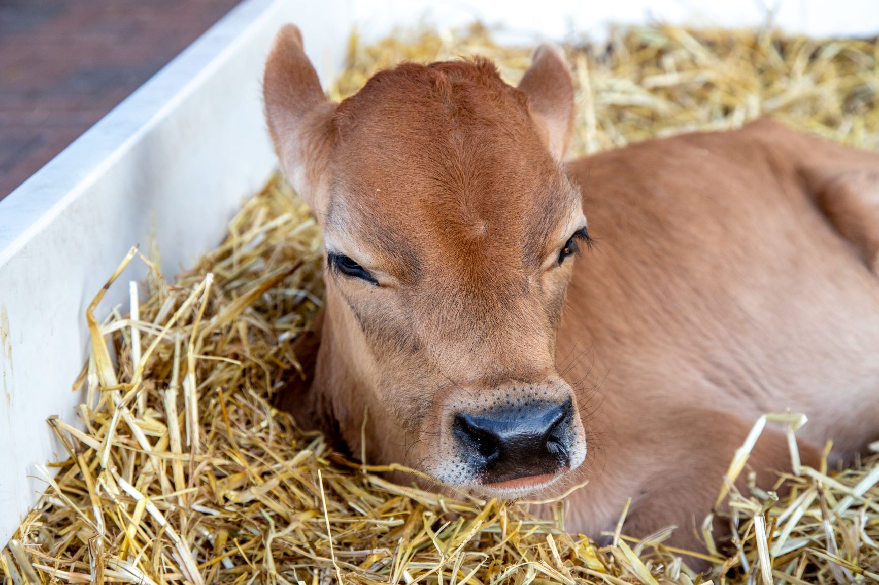 Livestock 01