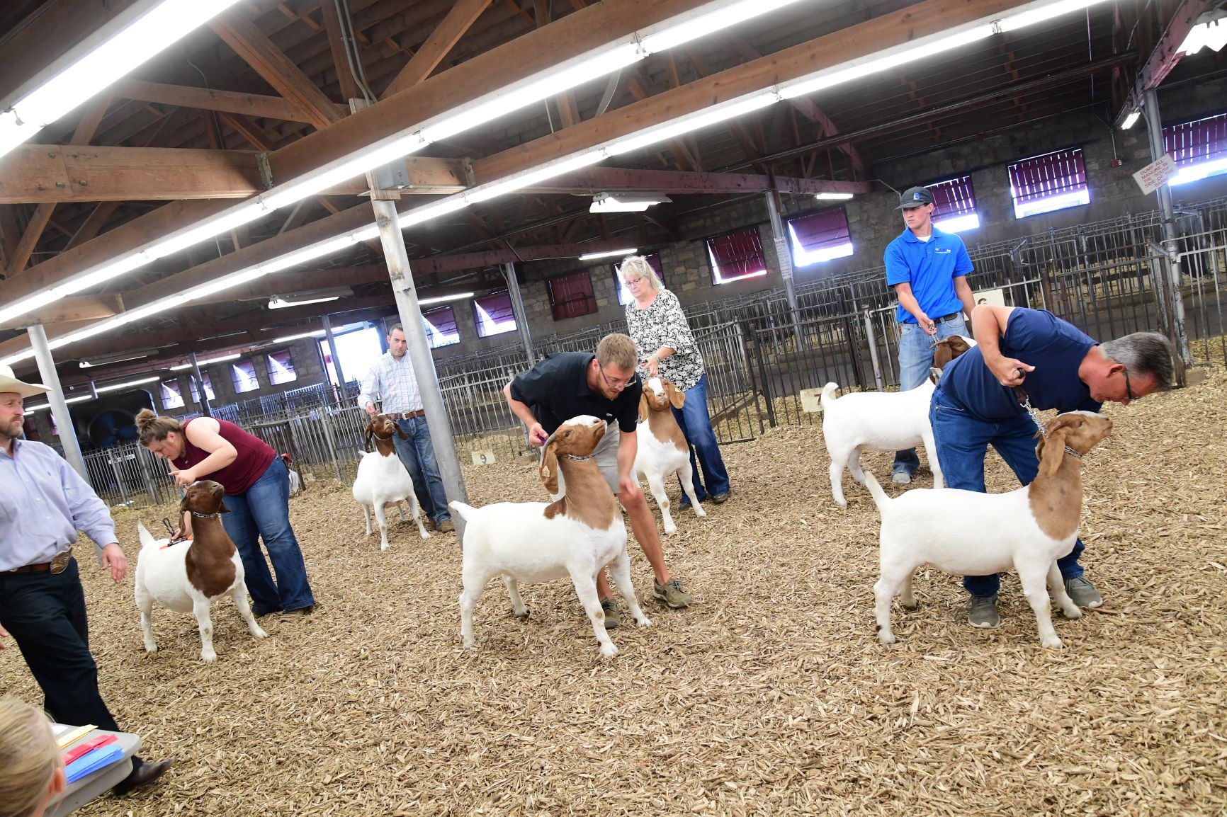 Livestock Colorado State Fair Rodeo