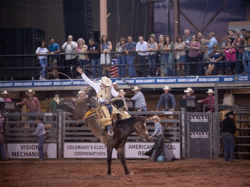 A cowboy on a bucking bronco during the rodeo at the Colorado State Fair