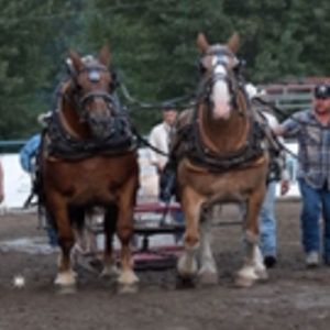 Two brown horses pulling a cart from the front