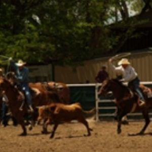Two cowboys team roping a calf