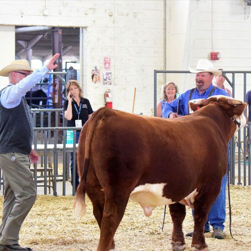 Two judges judging a brown cow