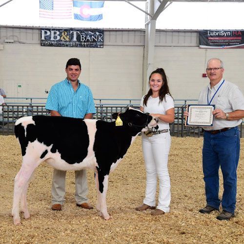 Man and woman standing behind black and white cow receiving an award