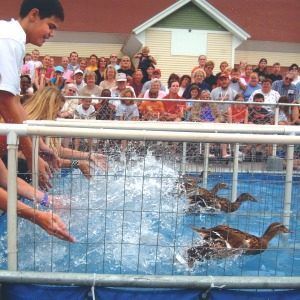 Duck racing at the Colorado State Fair