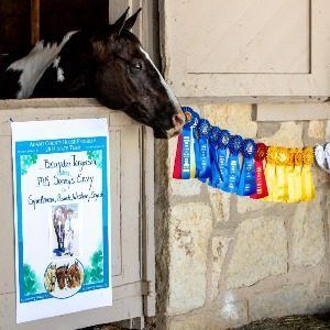 Horse head sticking out of a stall with all of the winning ribbons hanging next to it.