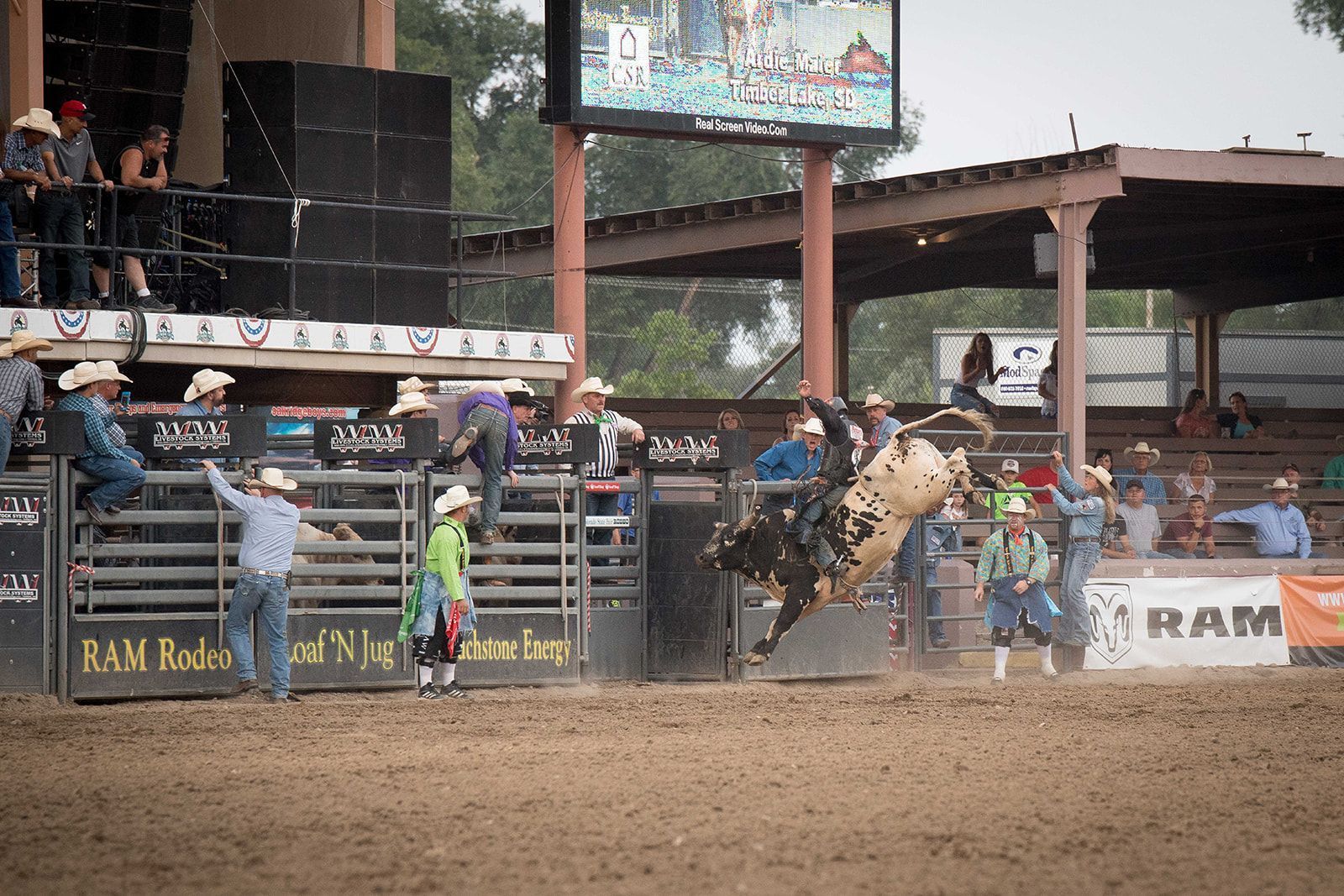 Rodeo cow kicking its hind legs up at the Colorado State Fair rodeo