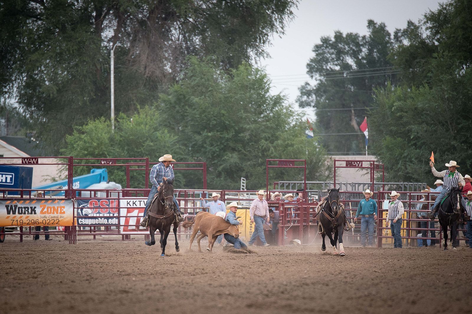 Several cowboys participating in steer wrestling at the Colorado State Fair