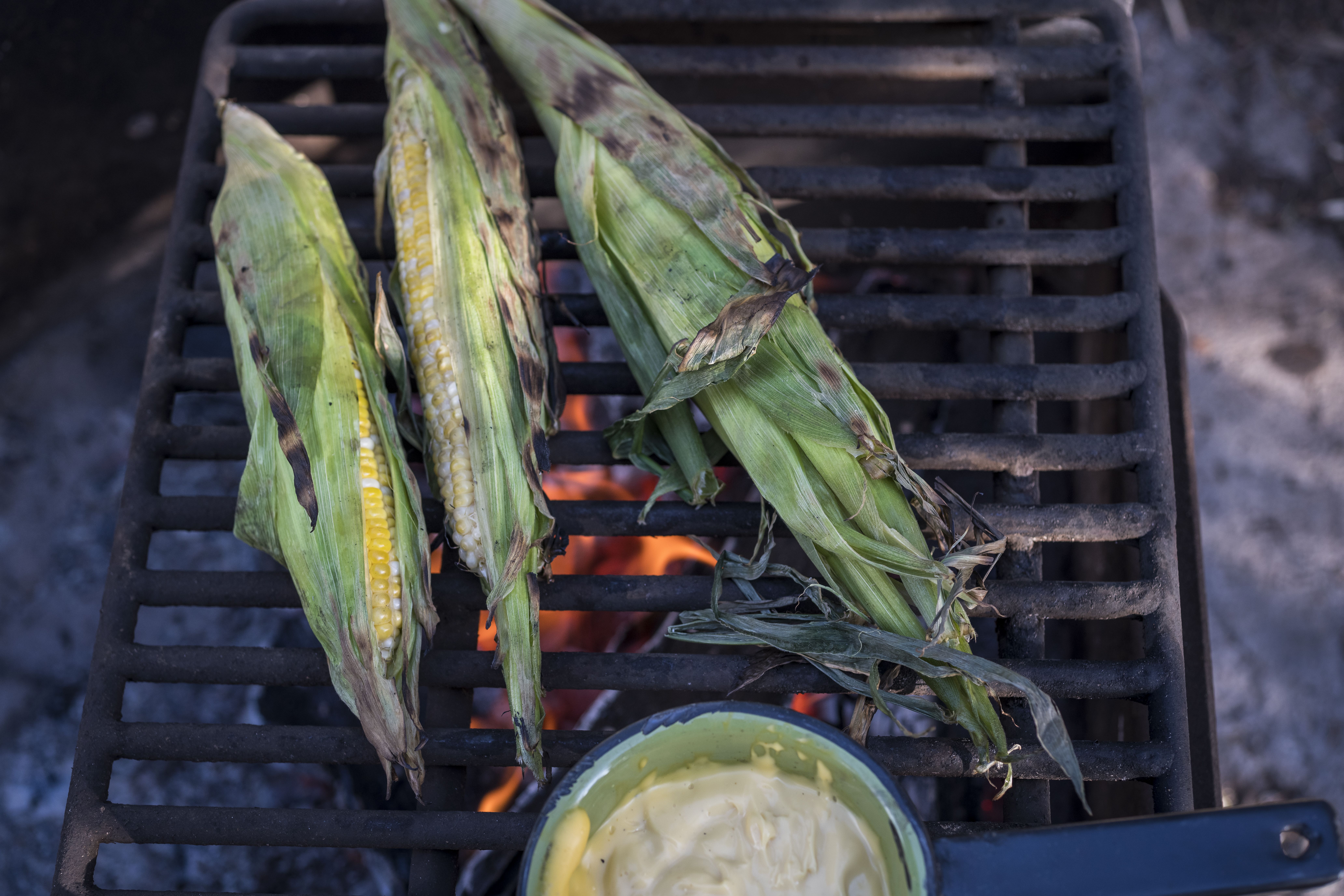 grilled, fresh corn on the cob cooking on outdoor fire.