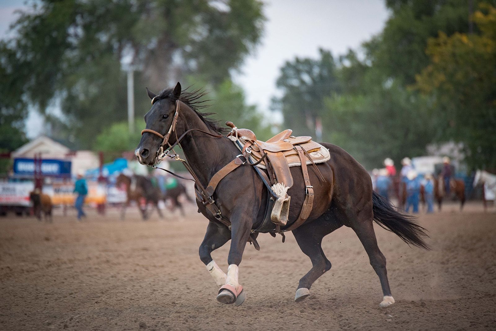 A horse without a rider at the Colorado State Fair