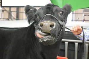 A black cow sticks it's tongue out at the Colorado State Fair