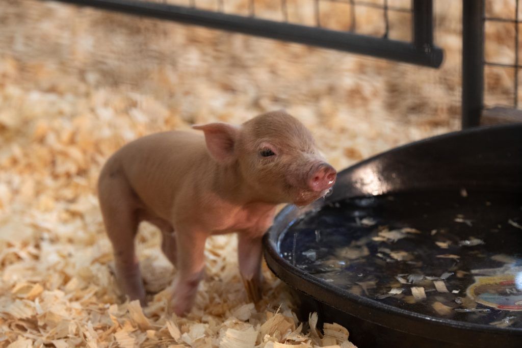 Baby pig drinking water out of a bowl