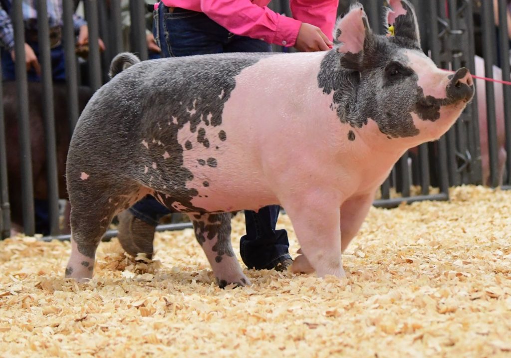 Breeding gilt pig in arena