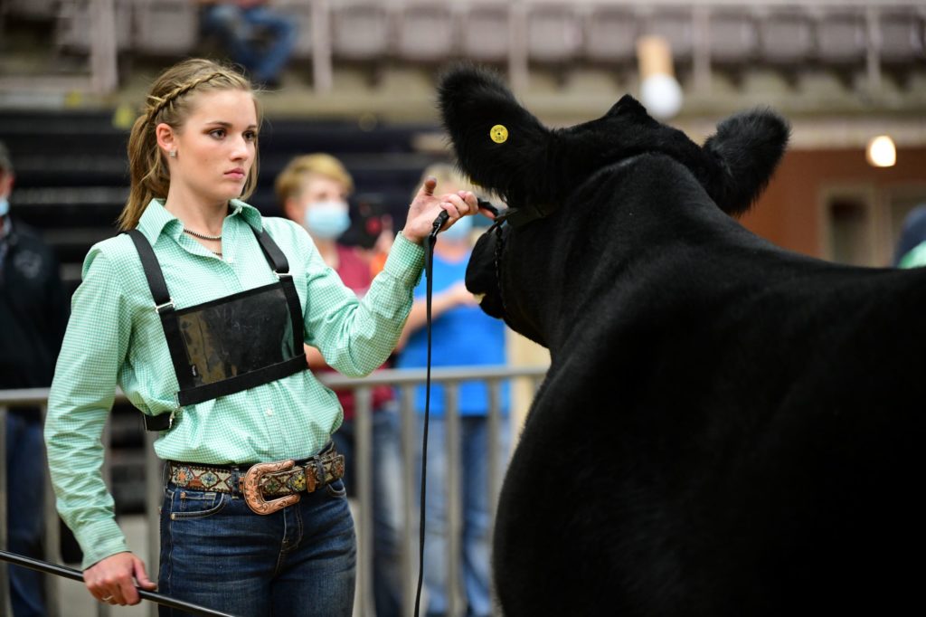 A teenage girl holds the reigns of a black cow in a livestock show