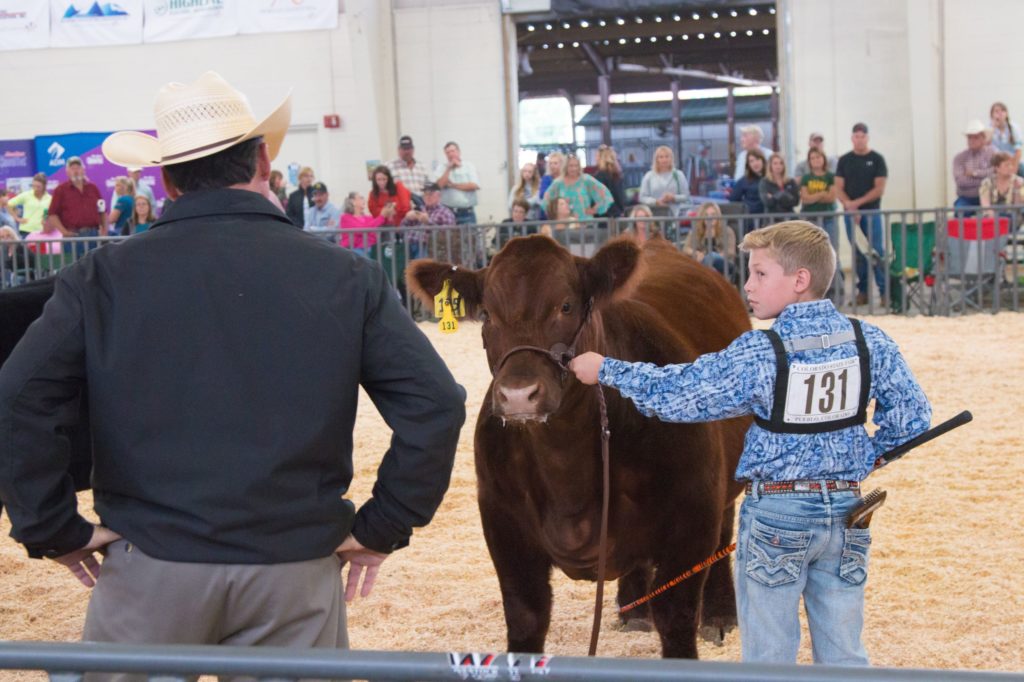 A boy holding the lead of his cow in a competition