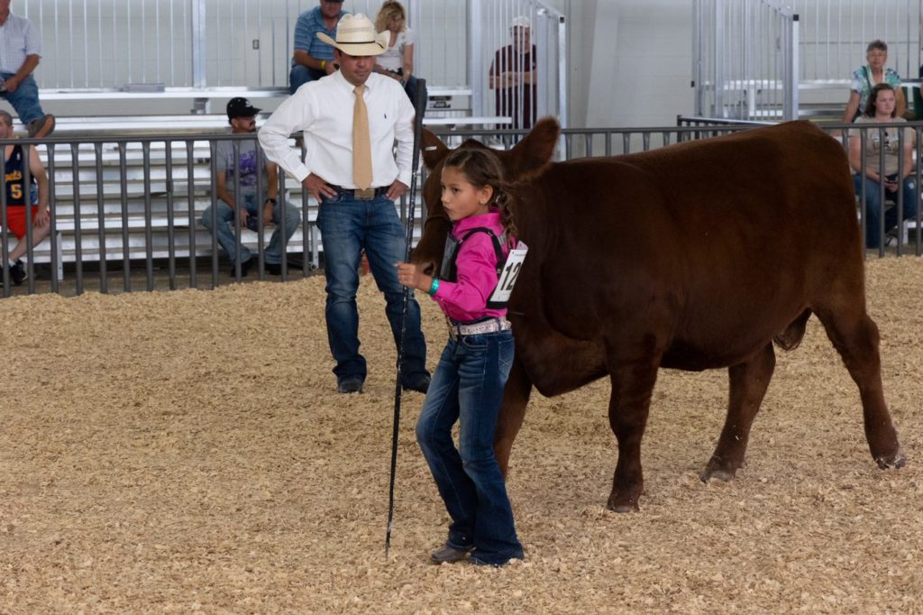 A girl in 4-H showing her cow