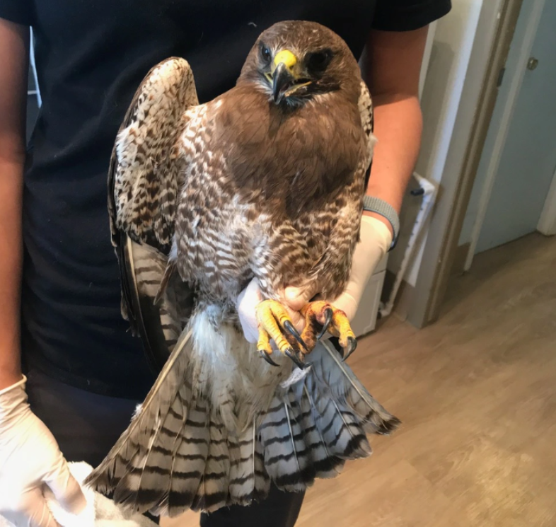 Hawk being held by professional handler