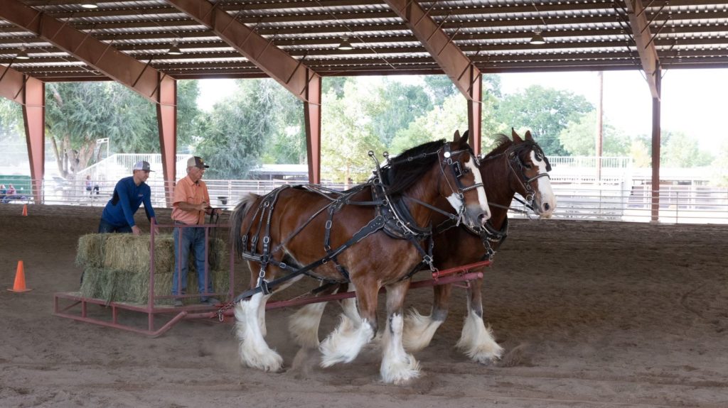 A team of Clydesdale horses pull a driver at the Colorado State Fair
