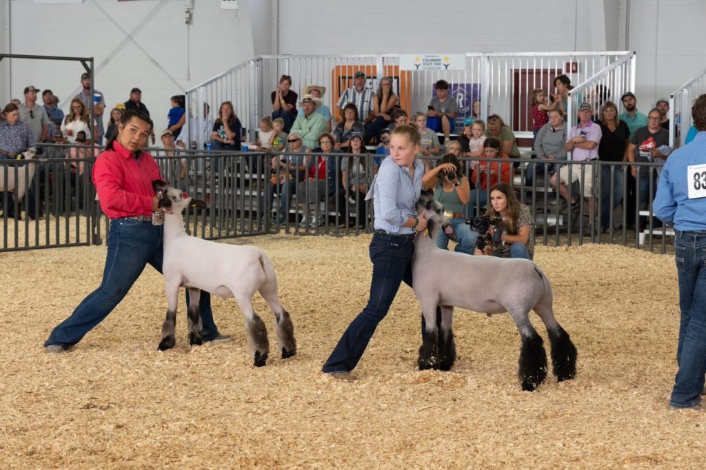 Some girls in 4-H showing lambs