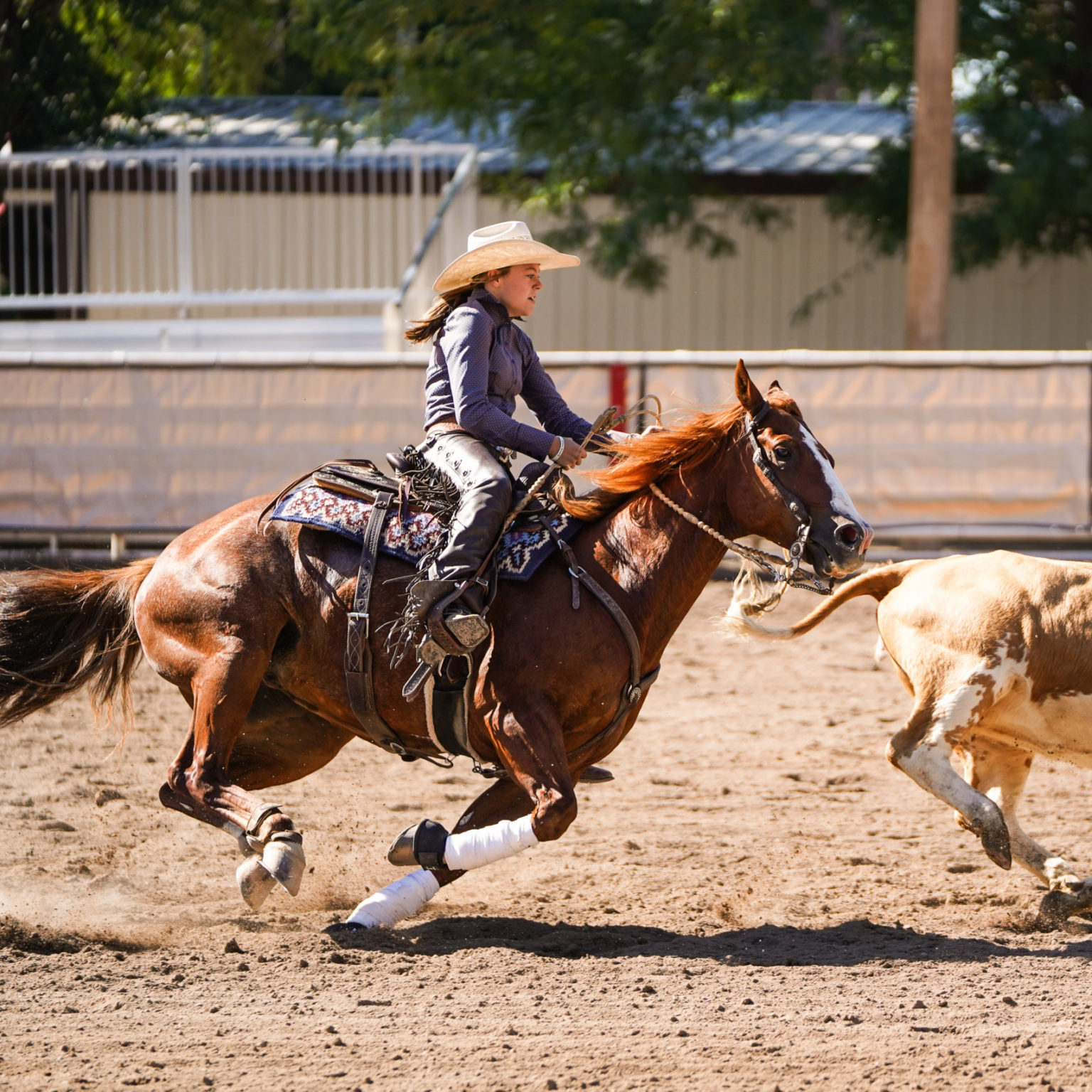 Horse Show Colorado State Fair & Rodeo