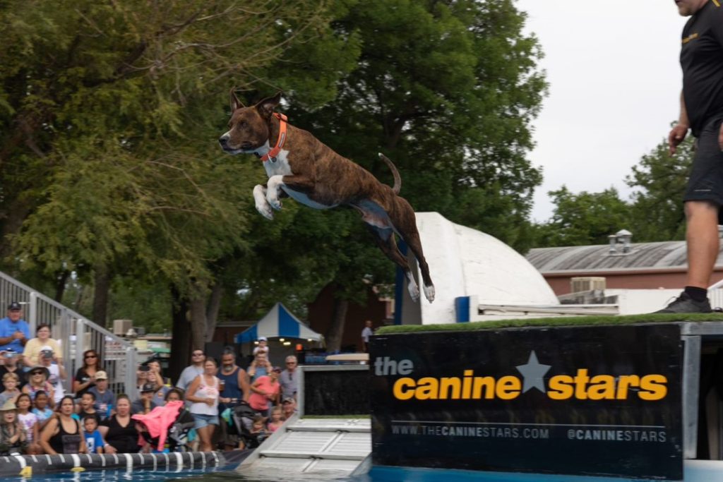 Dog jumps into pool at the Canine Starts Stunt Dog Show
