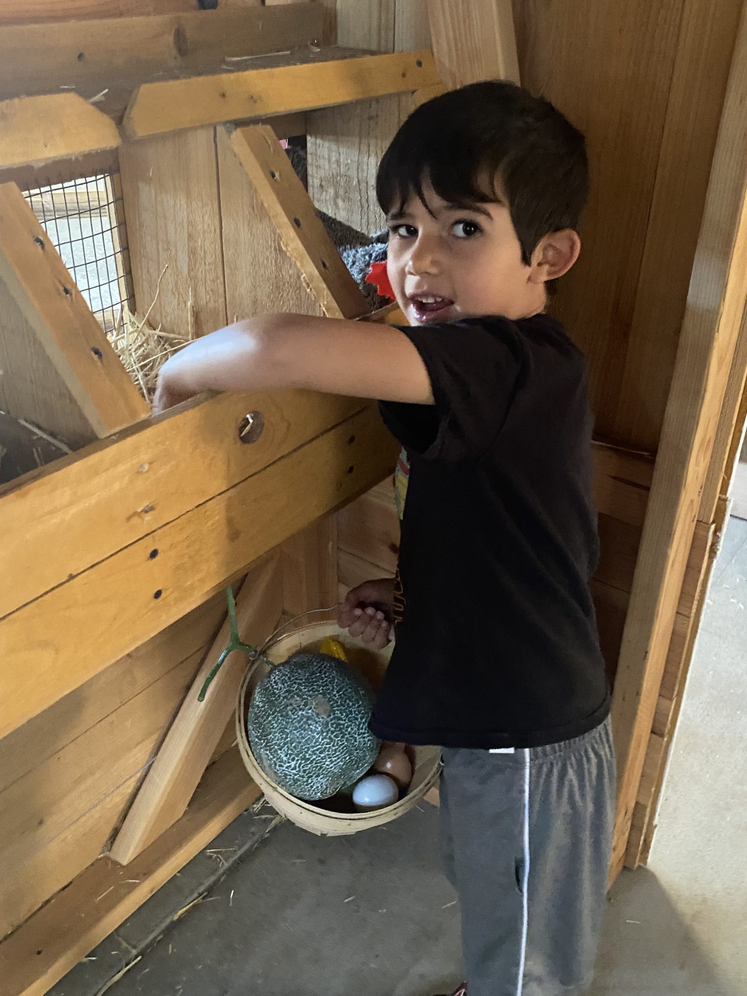child reaching into chicken coop exhibit