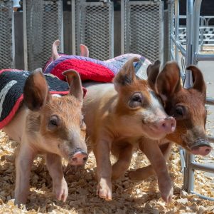 1-42 (1) racing pigs