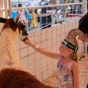 Little girl feeding llama