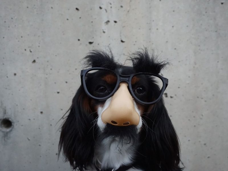 a dog wearing Groucho Marks glasses